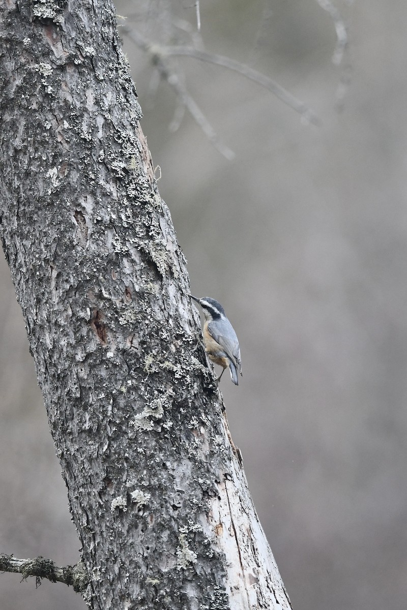Red-breasted Nuthatch - Hannah Dodington