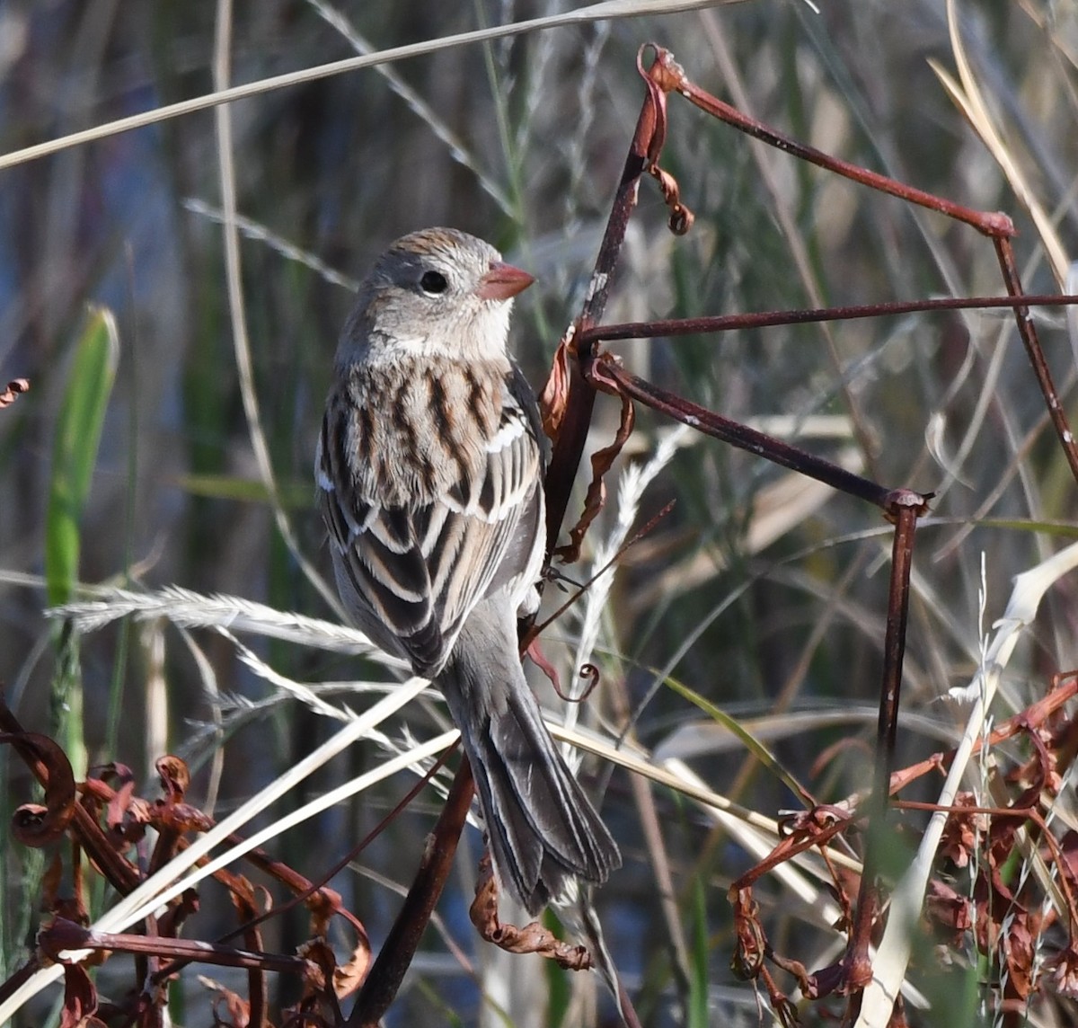 Field Sparrow - ML281737471