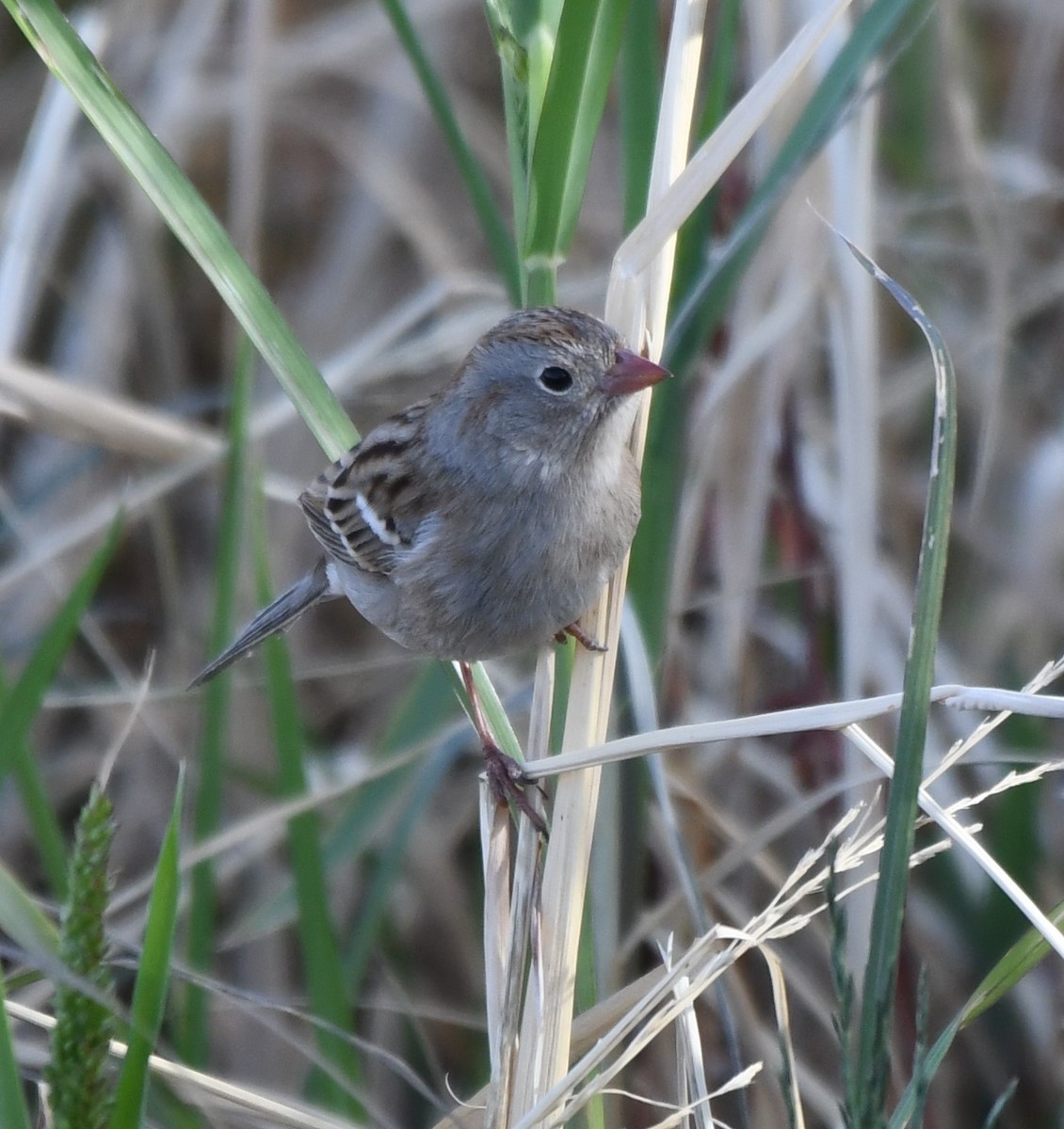 Field Sparrow - ML281737481