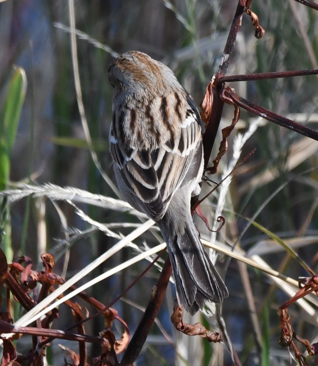 Field Sparrow - ML281737501
