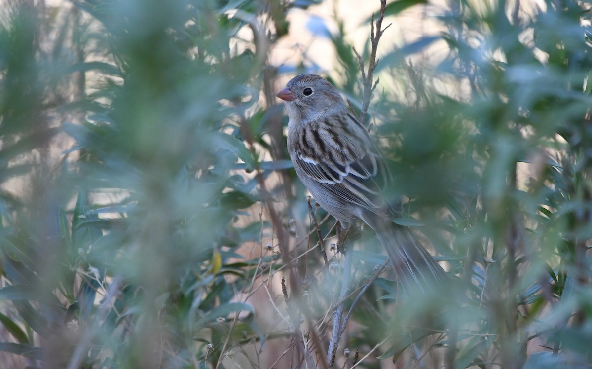 Field Sparrow - ML281737561