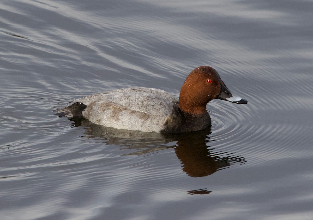 Common Pochard - ML281738001