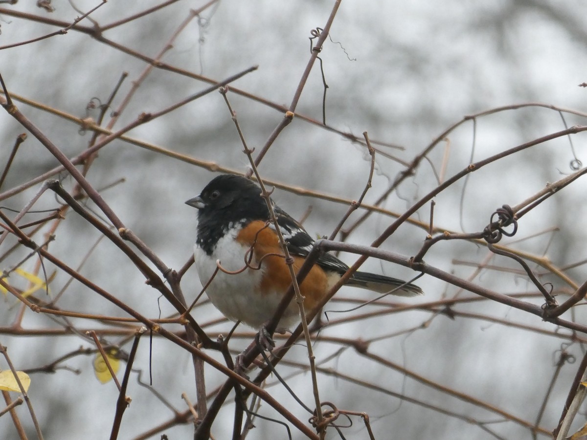 Spotted Towhee - ML281738021