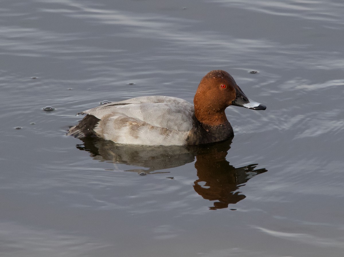 Common Pochard - ML281738191