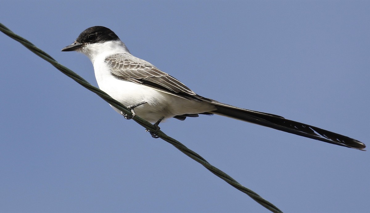 Fork-tailed Flycatcher - Lance Runion 🦤