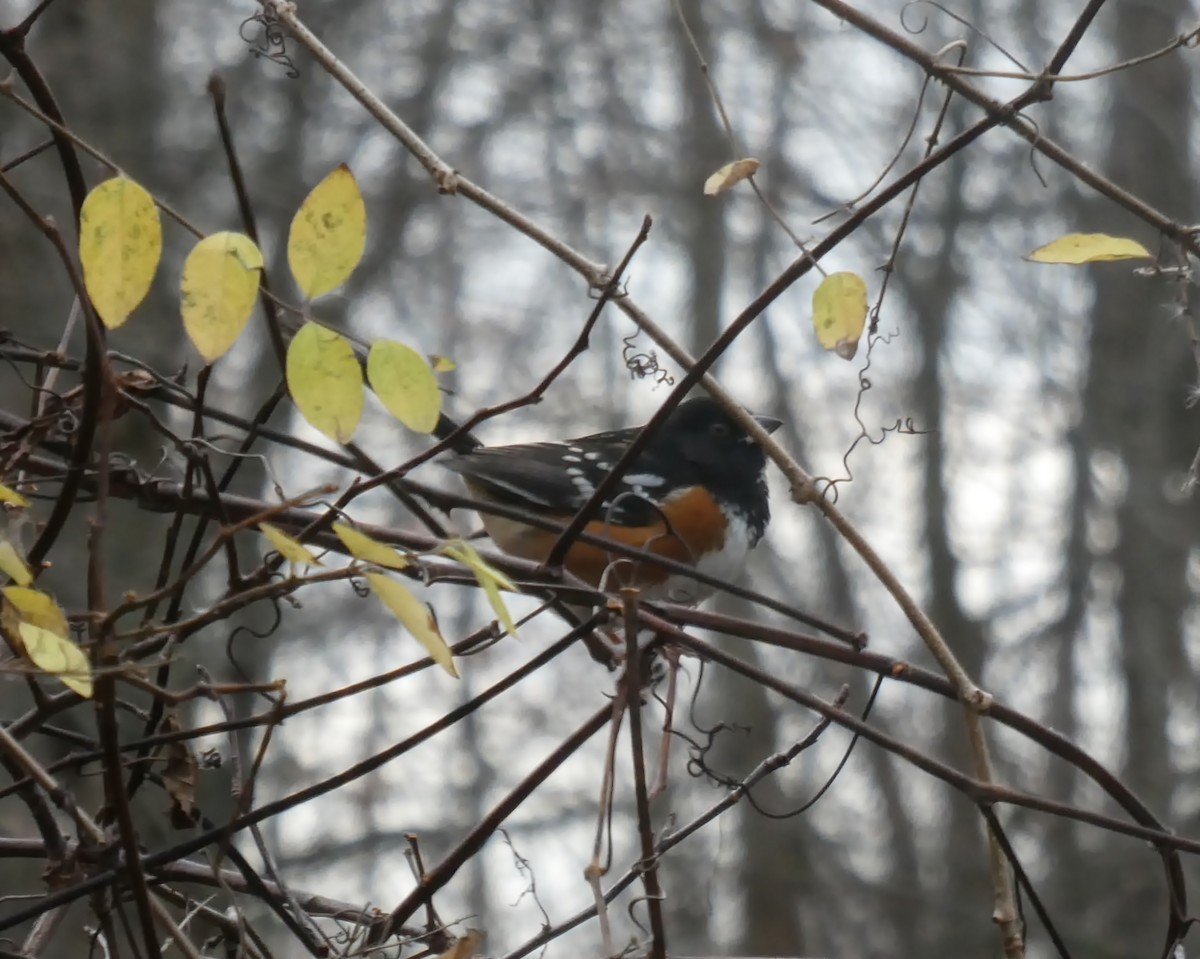 Spotted Towhee - ML281739201