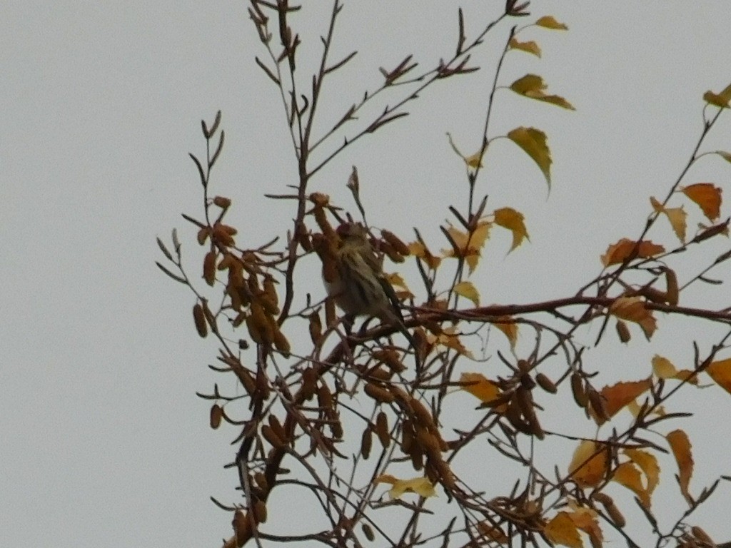 Common Redpoll - ML281740691