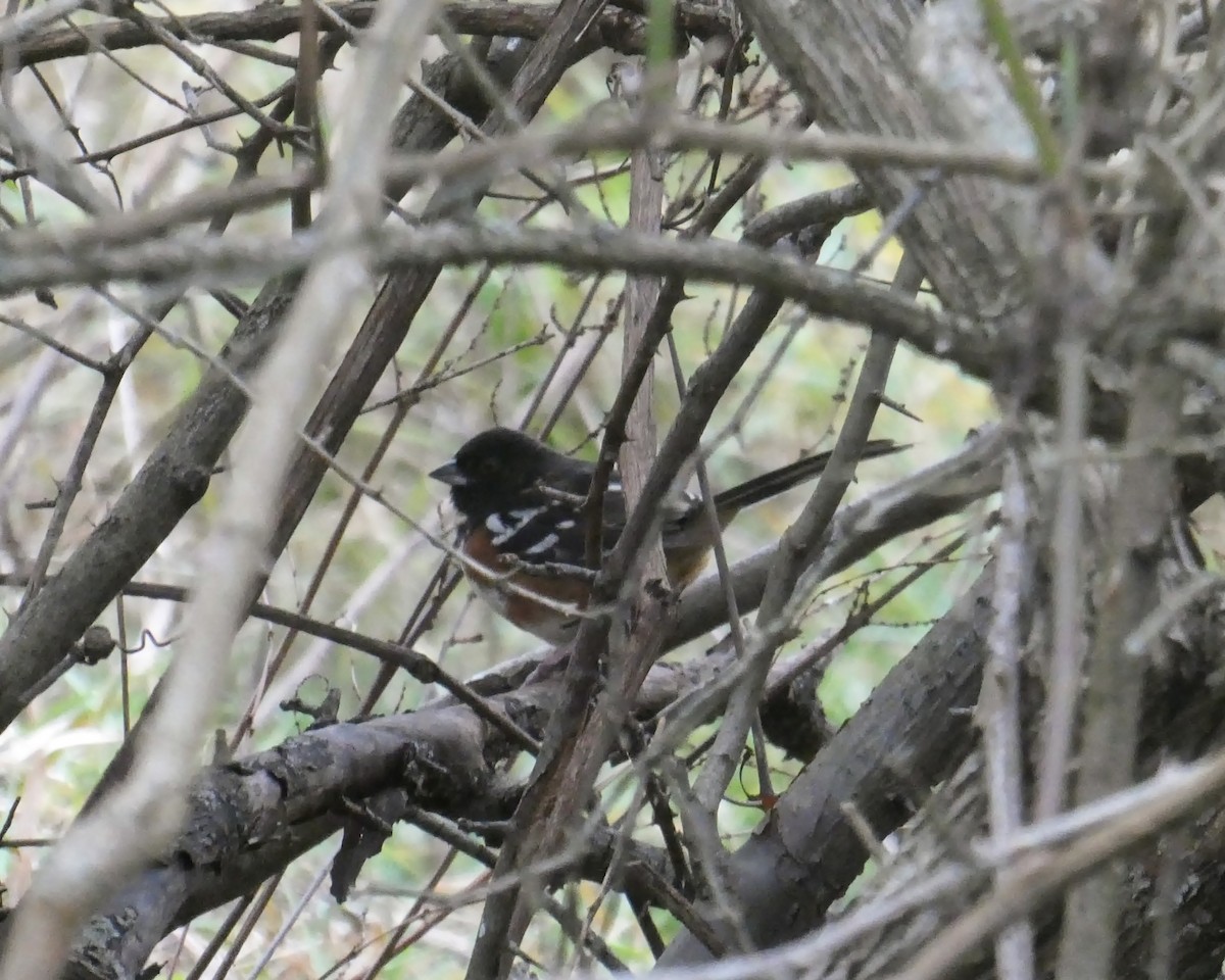 Spotted Towhee - ML281740761