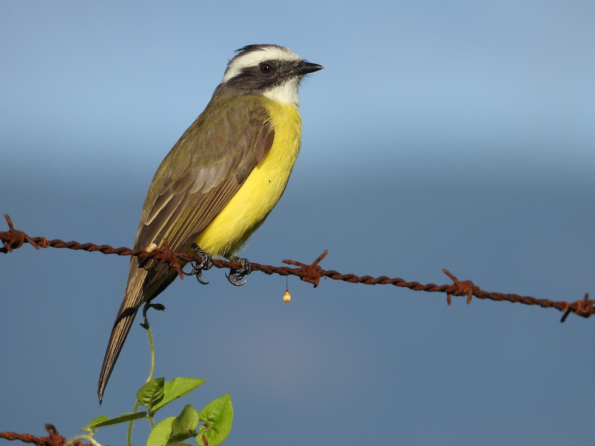 Social Flycatcher - ML281740951