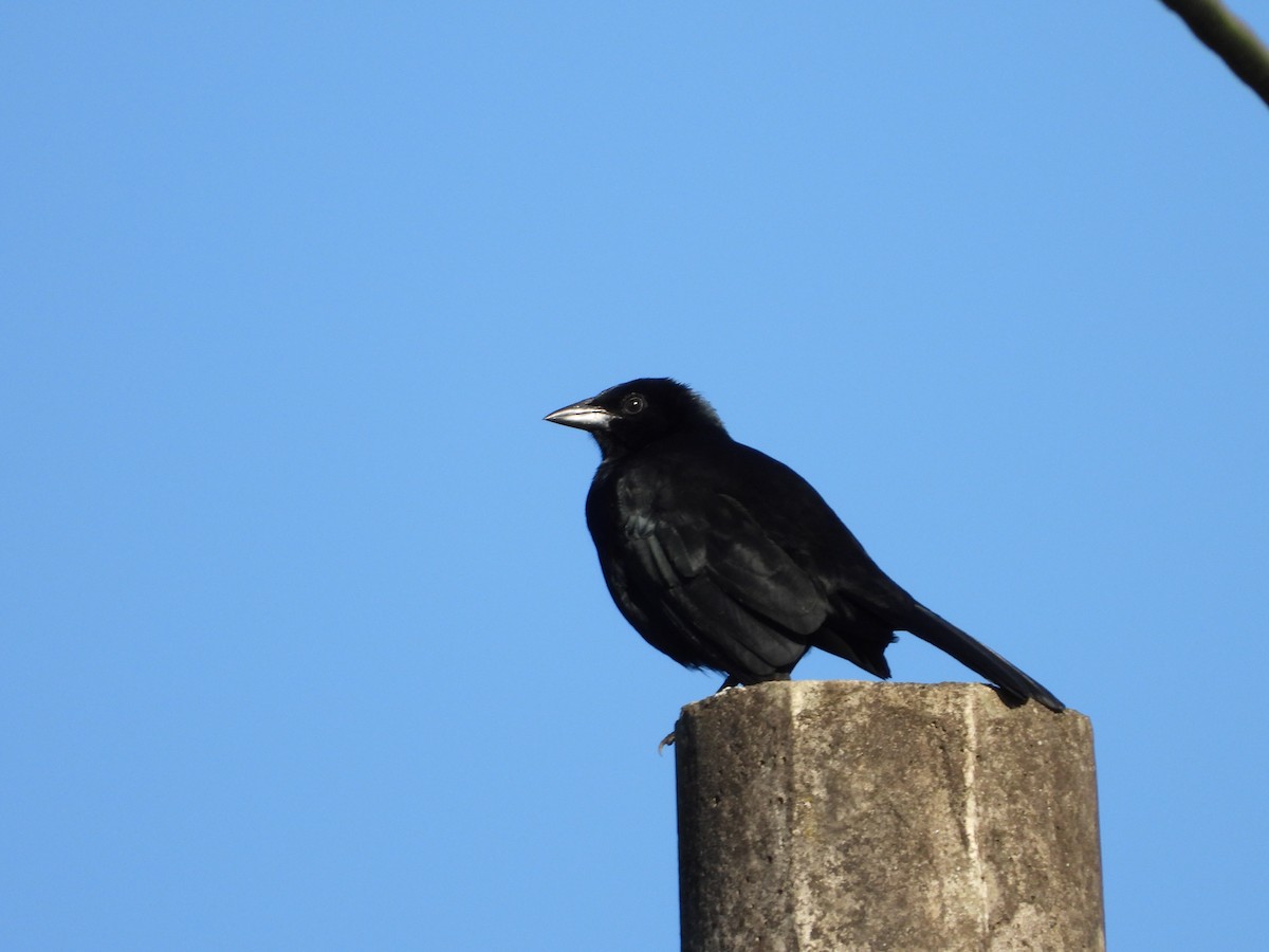 Melodious Blackbird - ML281743151