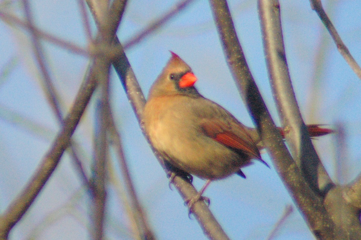 Northern Cardinal - ML281744441