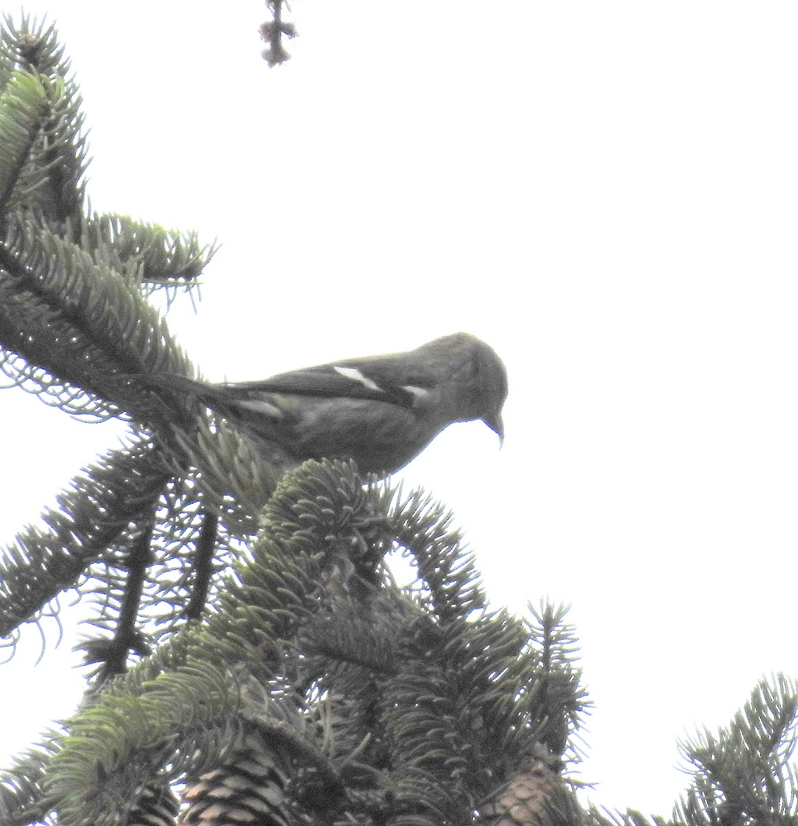 White-winged Crossbill - shelley seidman