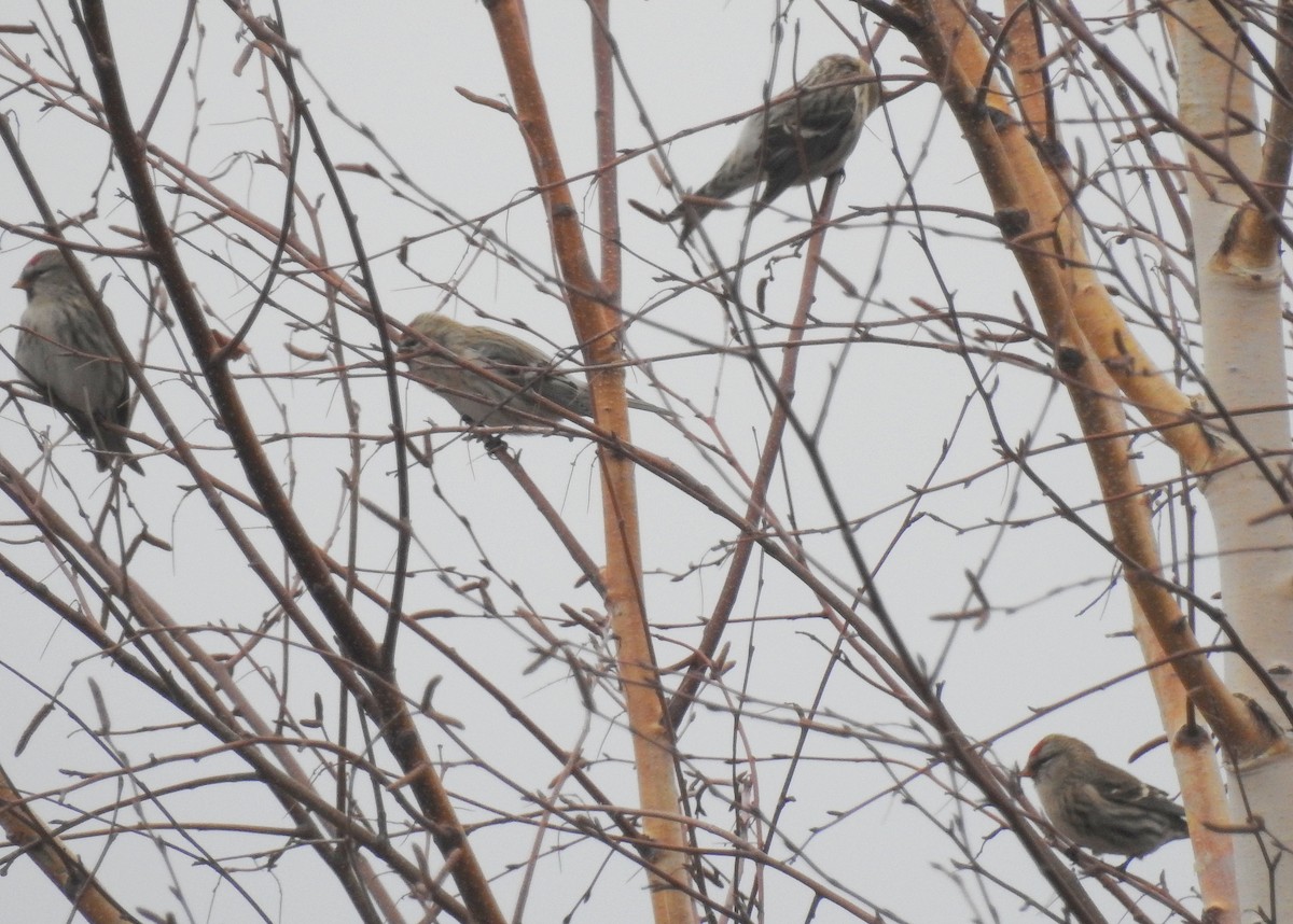 Common Redpoll - ML281747491