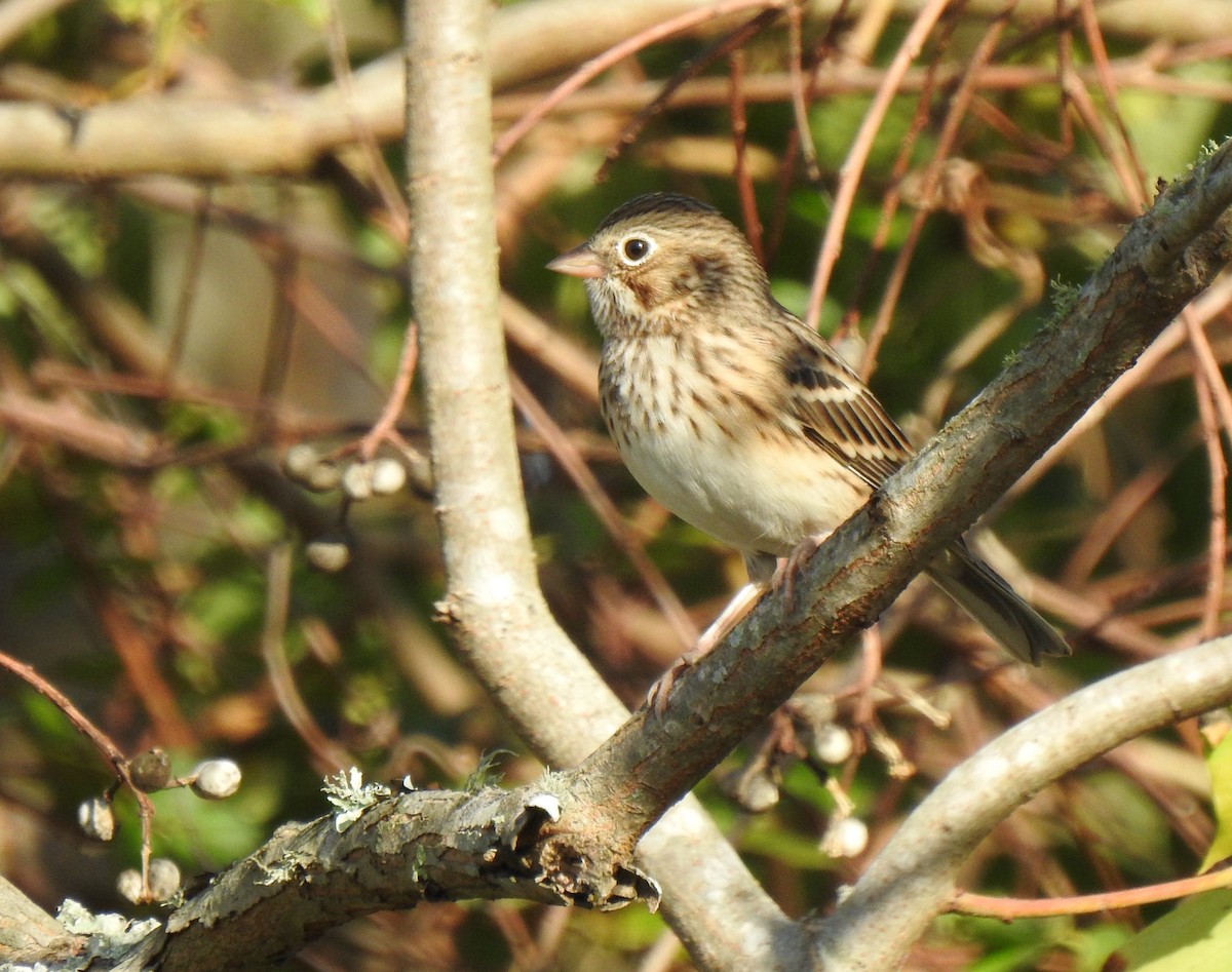 Vesper Sparrow - ML281747741