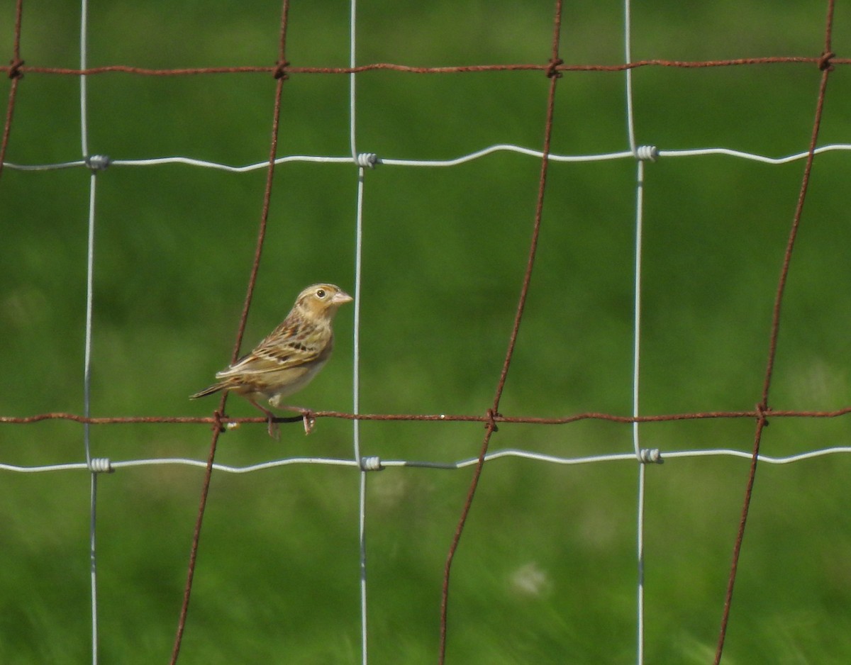 Grasshopper Sparrow - ML281750261