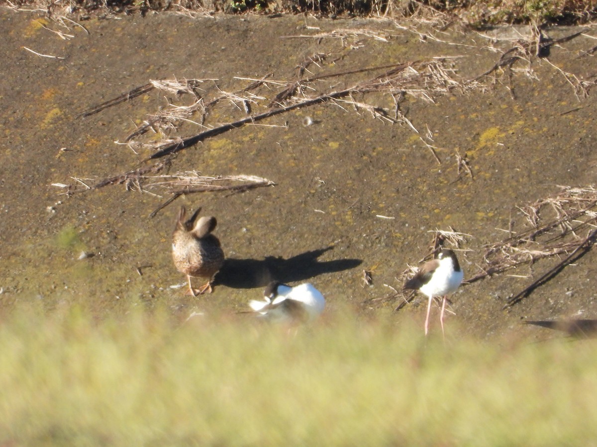 Black-necked Stilt - ML281750301