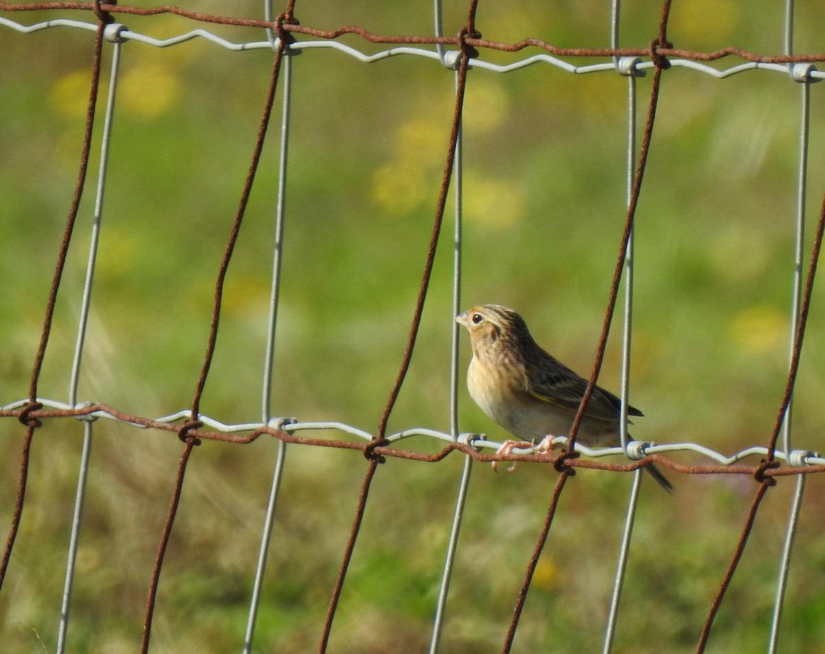 Grasshopper Sparrow - ML281750381