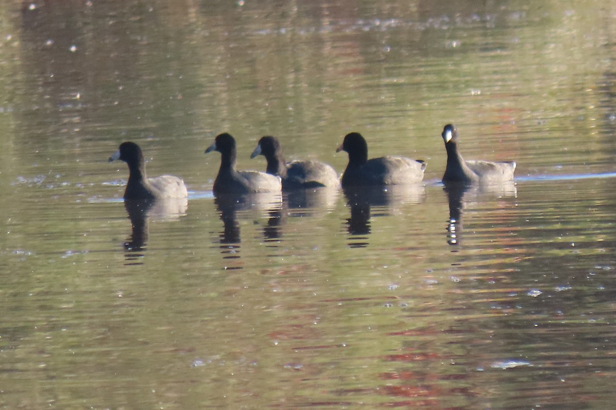 American Coot - ML281750441