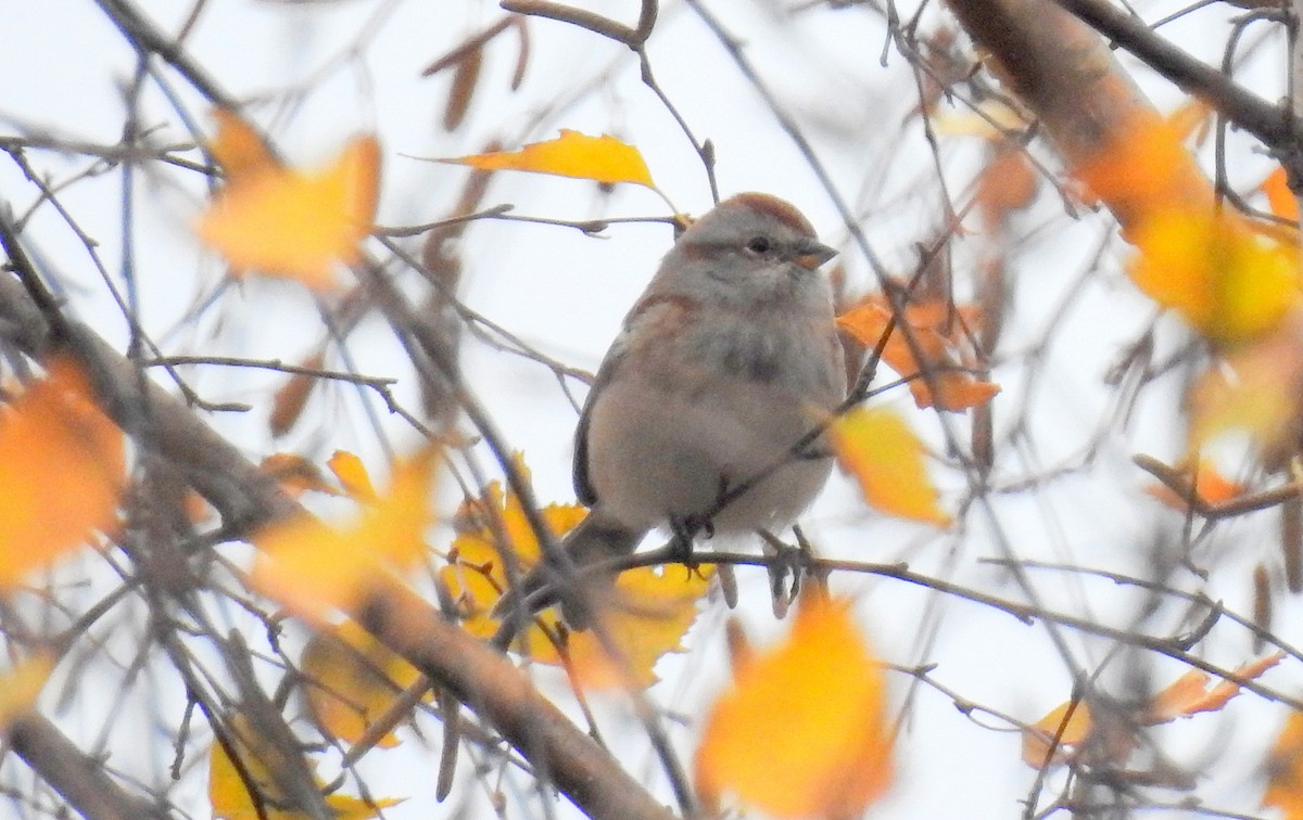 American Tree Sparrow - shelley seidman