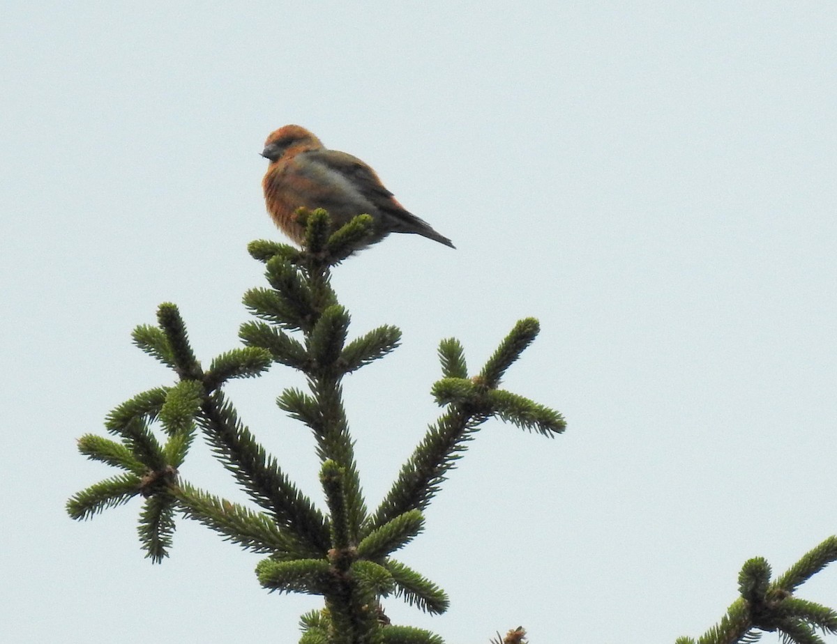 Red Crossbill - shelley seidman