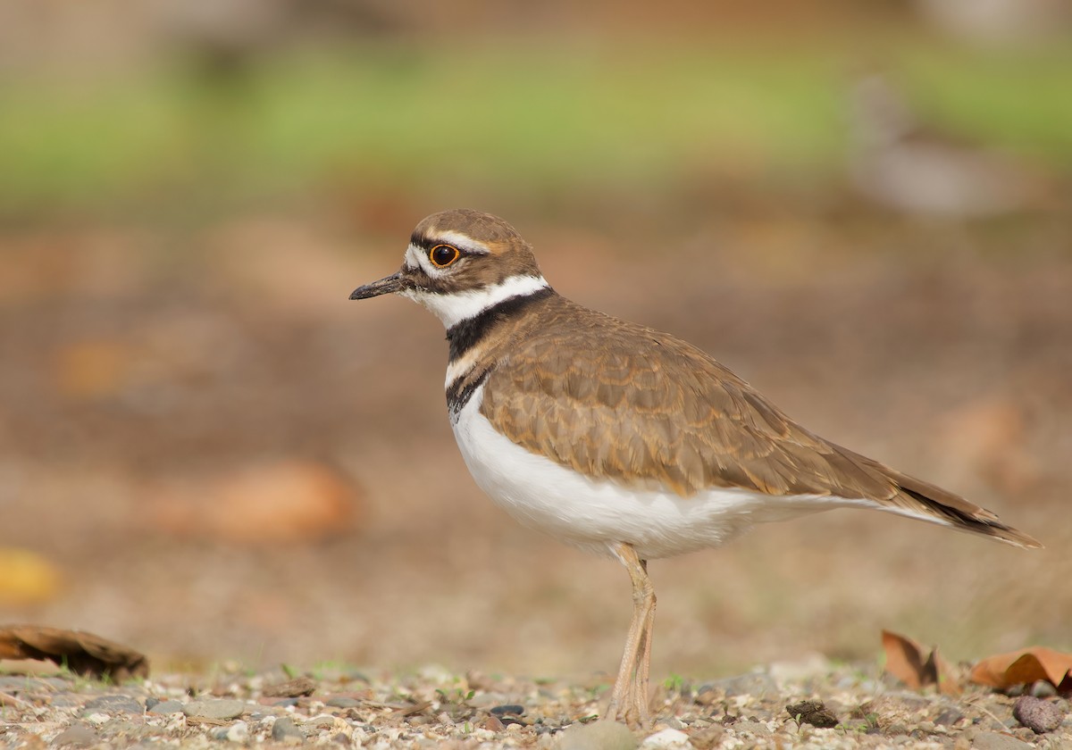 Killdeer - Carter Gasiorowski