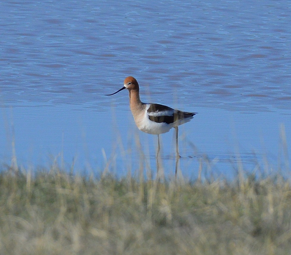 American Avocet - ML28175521