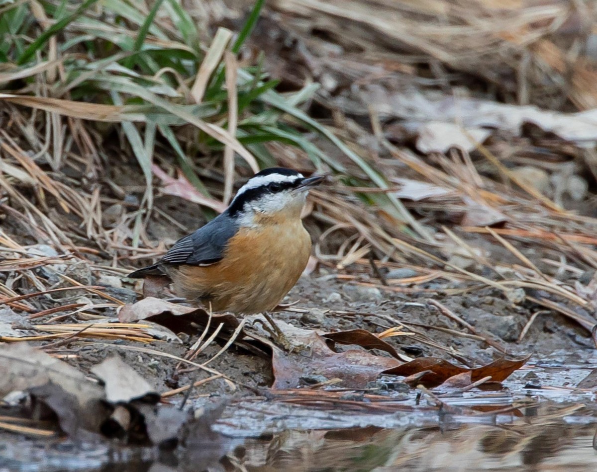 Red-breasted Nuthatch - ML281755271