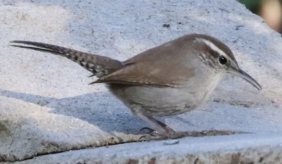 Bewick's Wren - ML281755381