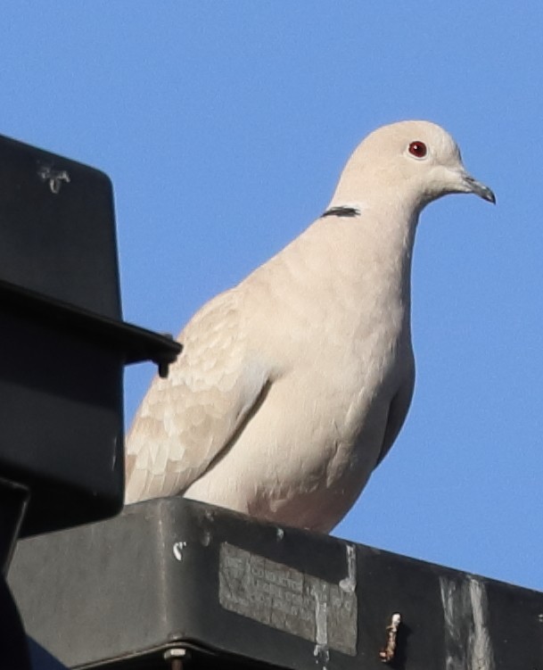 Eurasian Collared-Dove - ML281755431