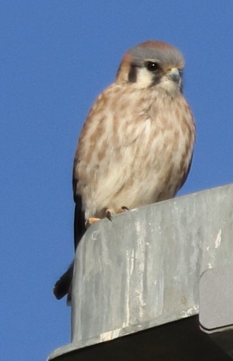 American Kestrel - ML281755511