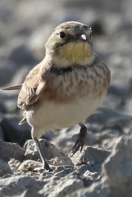 Horned Lark - ML281755831