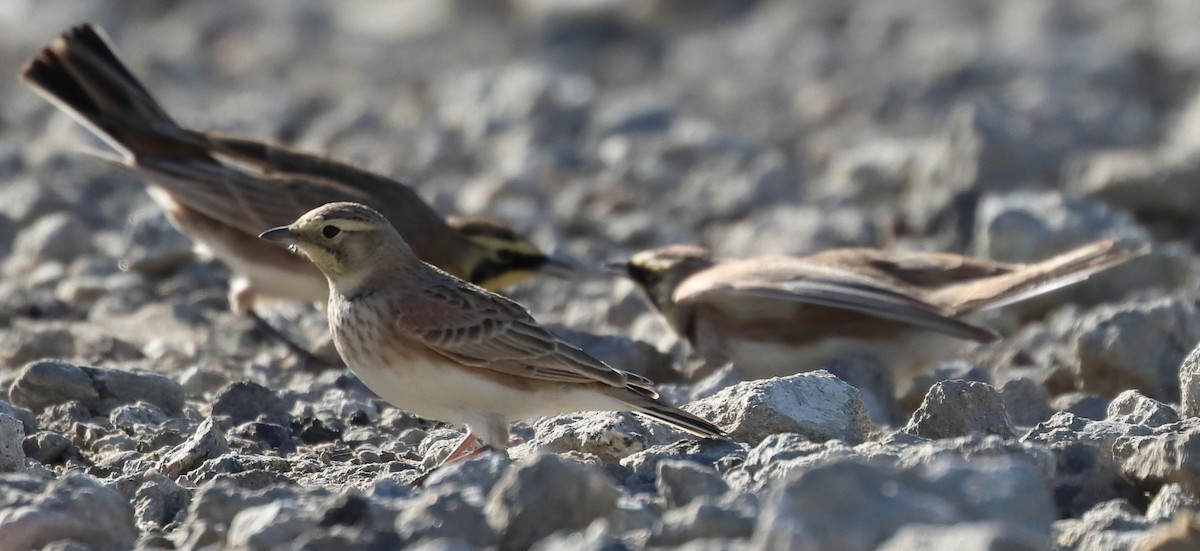 Horned Lark - ML281755901