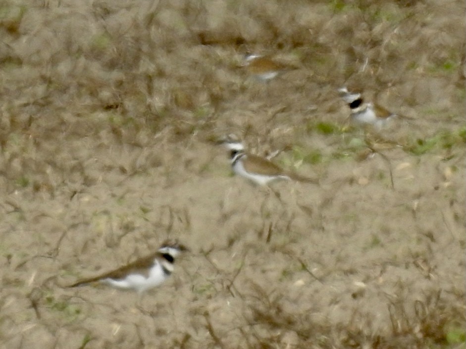 Killdeer - ML281756461