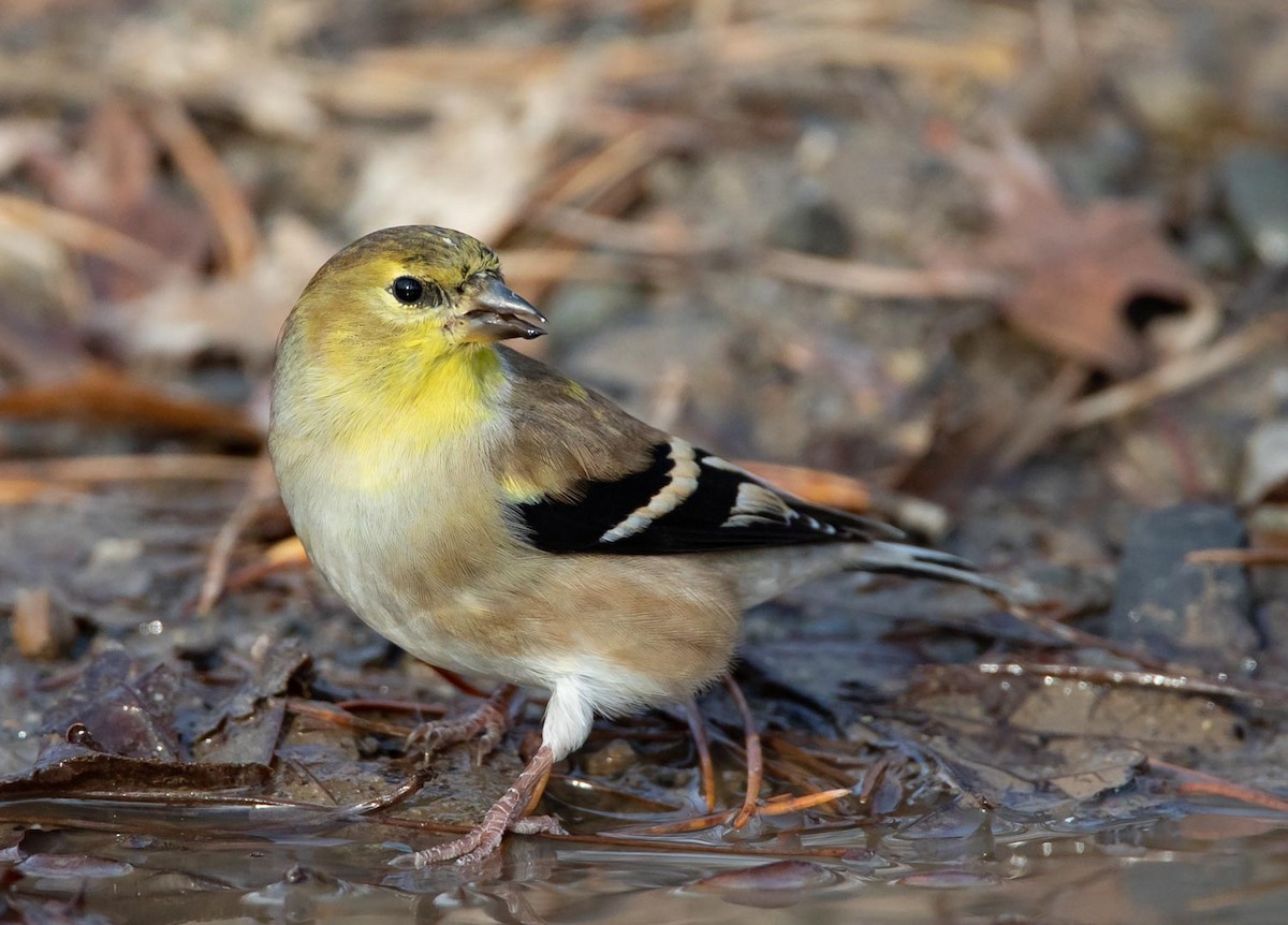 American Goldfinch - Scott Surner