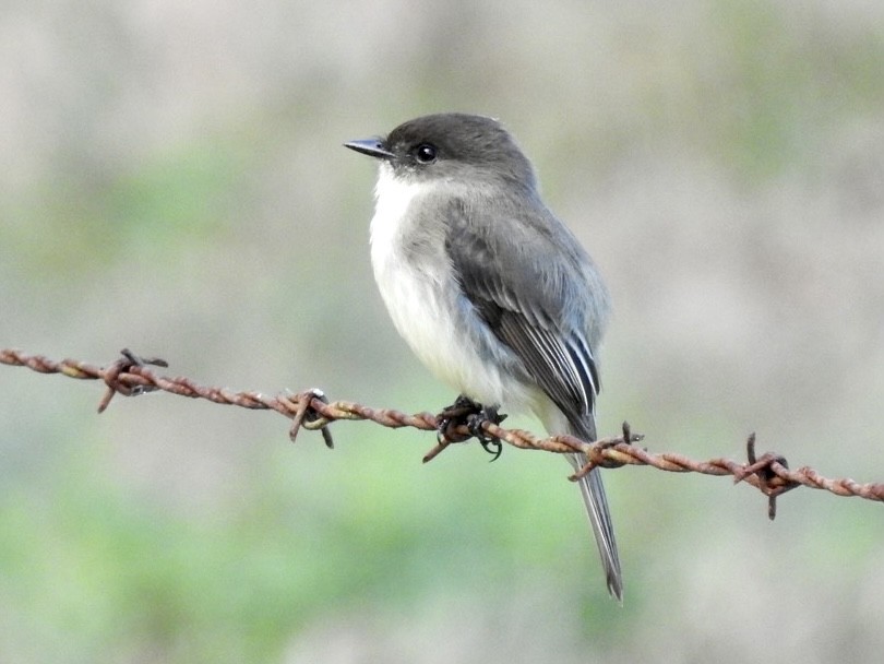 Eastern Phoebe - Karen Seward