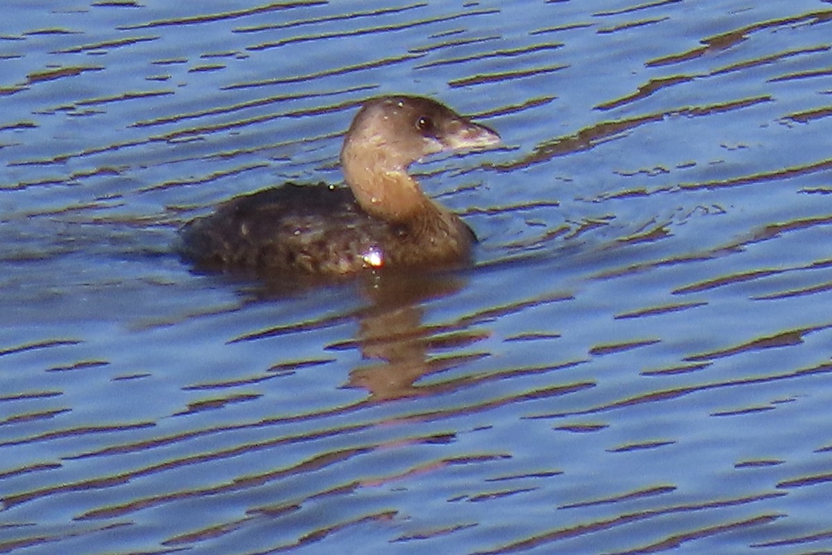 Pied-billed Grebe - ML281758521