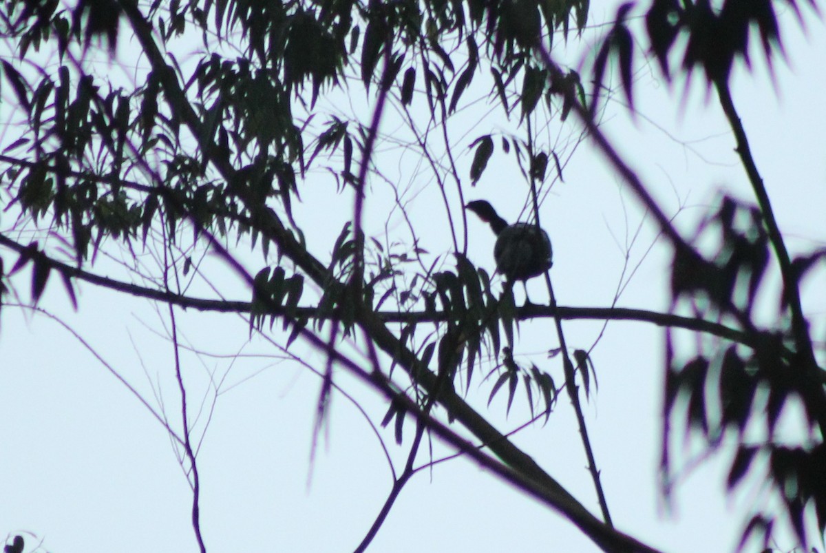 Dusky-legged Guan - Rafael Romagna