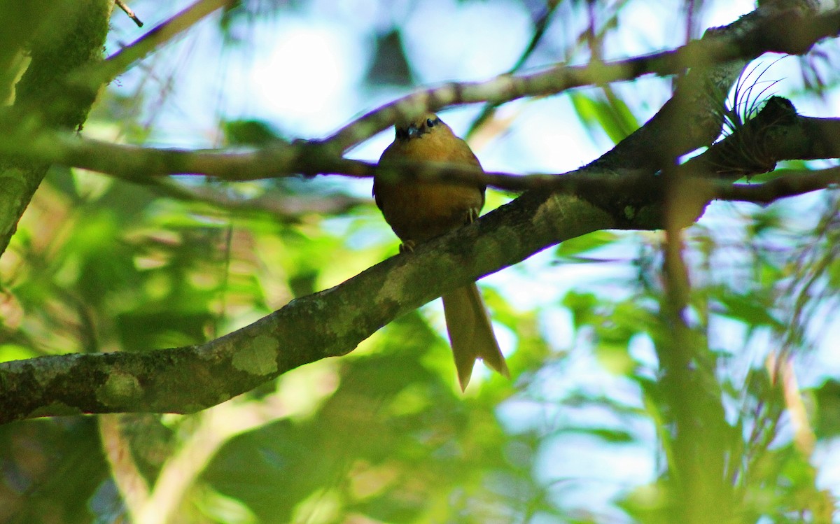 Buff-fronted Foliage-gleaner - Rafael Romagna