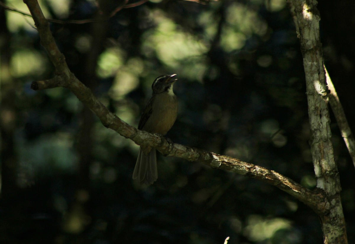 Green-winged Saltator - Rafael Romagna