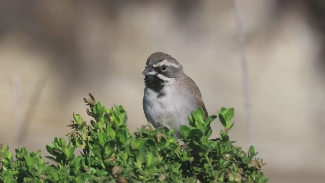 Black-throated Sparrow - ML281760931