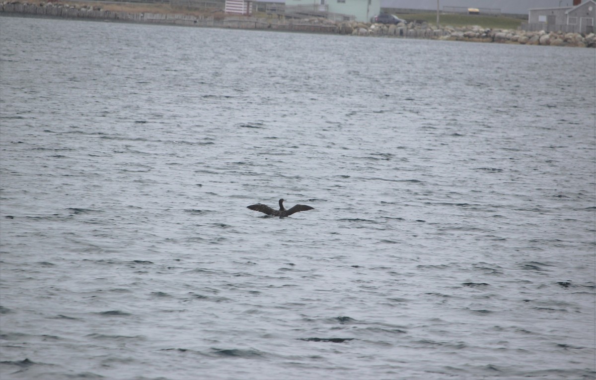 Common Loon - ML281761521