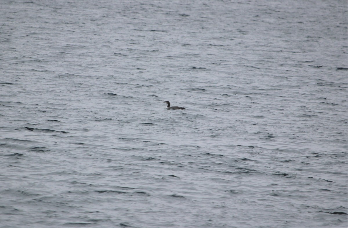 Common Loon - ML281762061