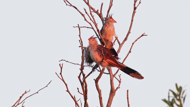 Guira Cuckoo - ML281762471