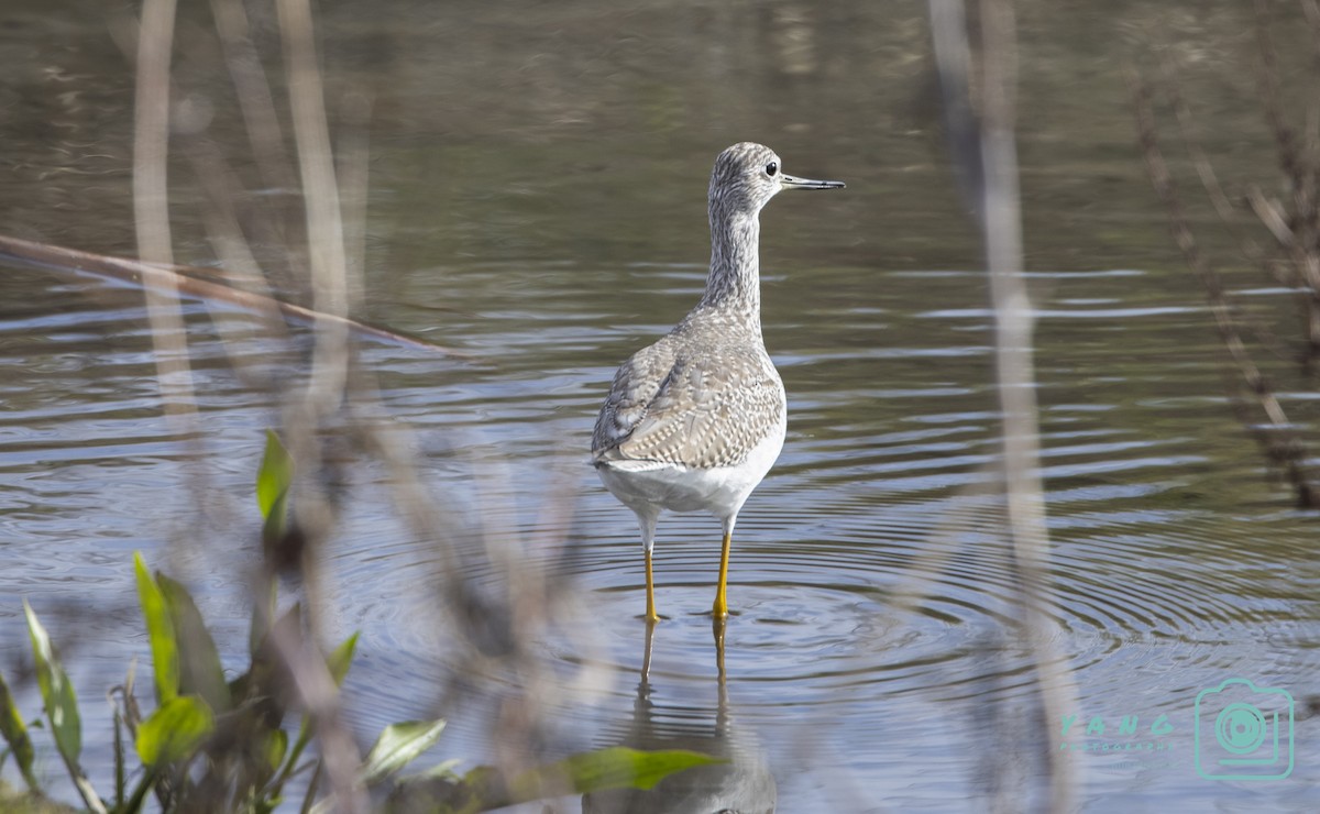 Greater Yellowlegs - ML281762621