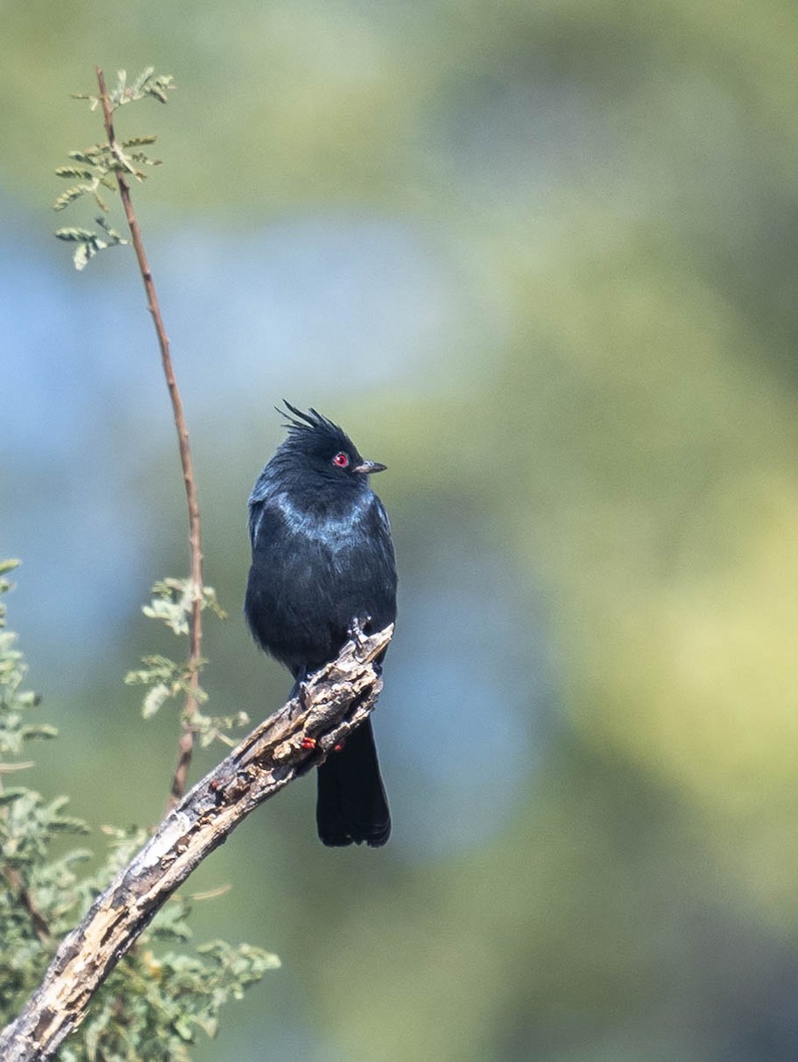 Phainopepla - William Richards