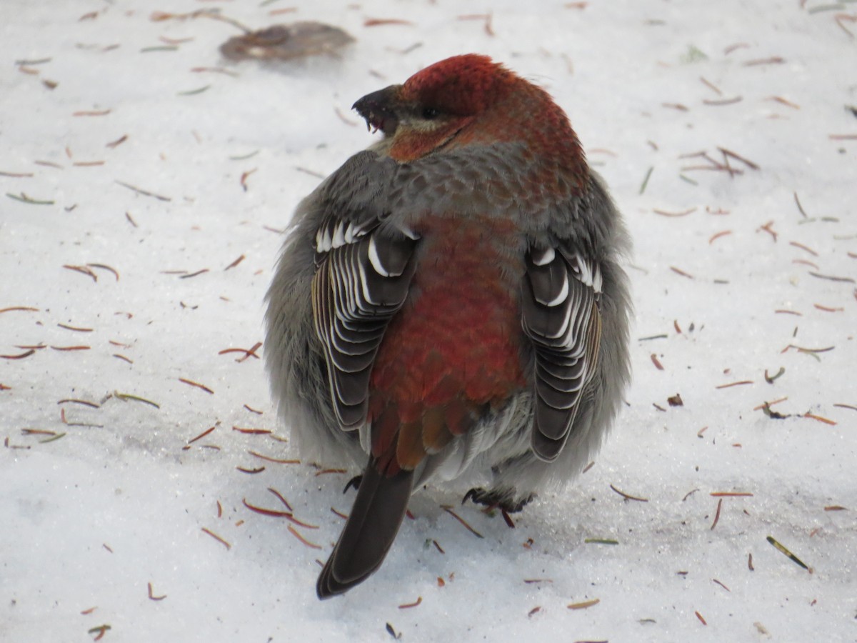 Pine Grosbeak - ML281763721