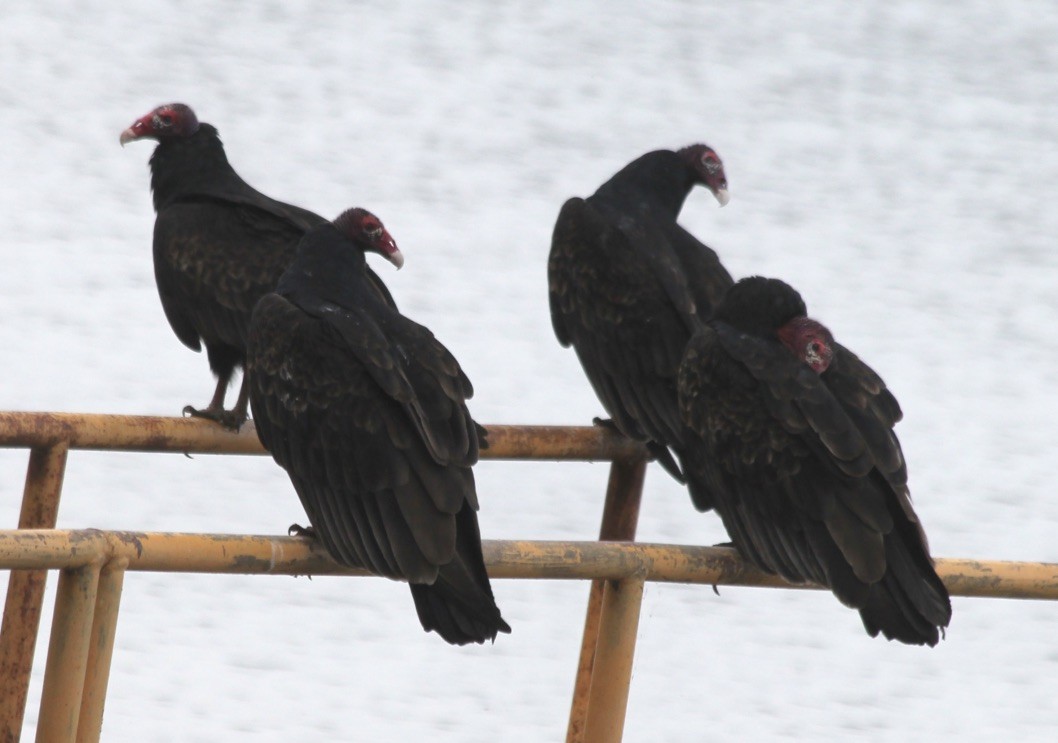 Turkey Vulture - ML281763821