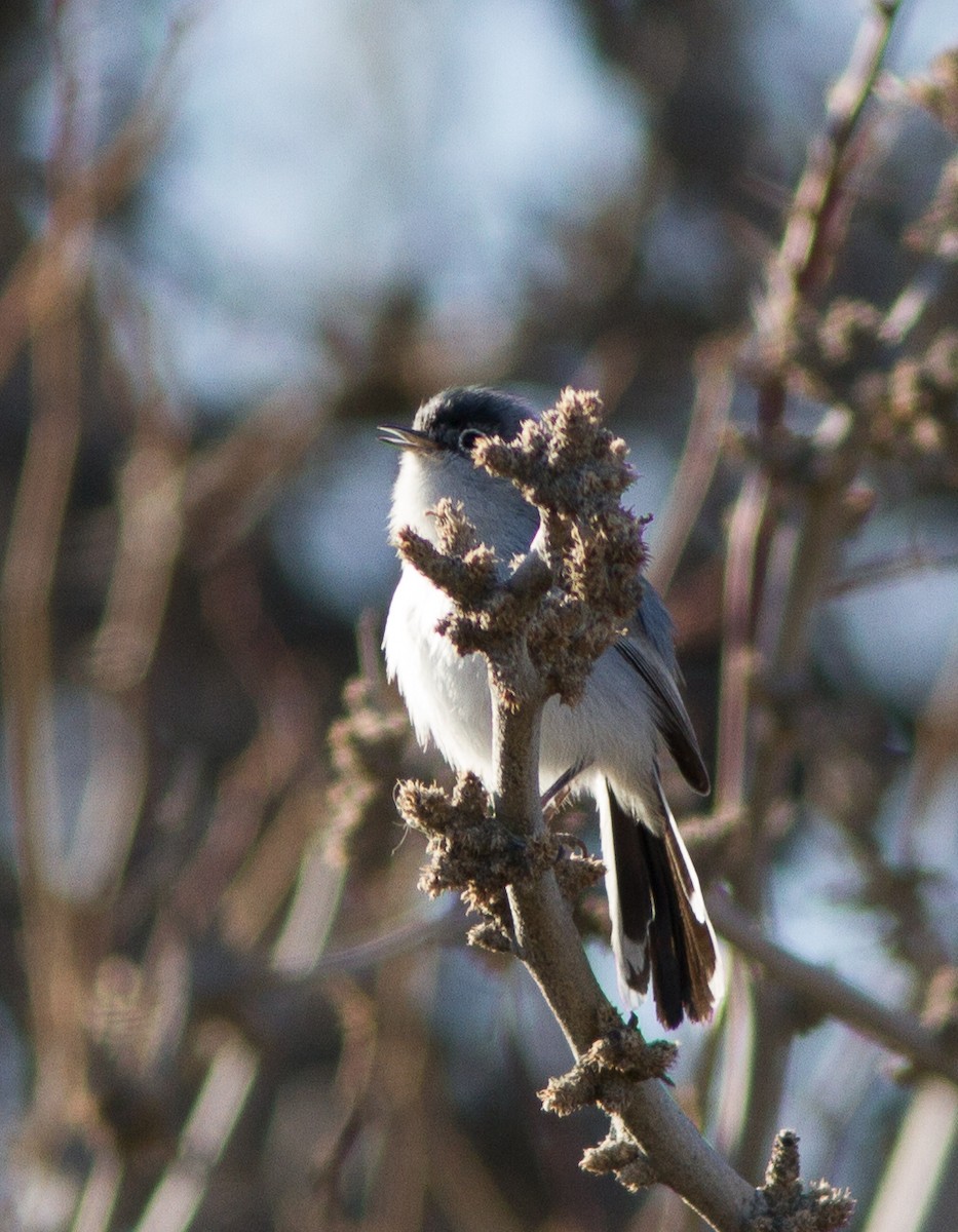 Black-tailed Gnatcatcher - ML281765711