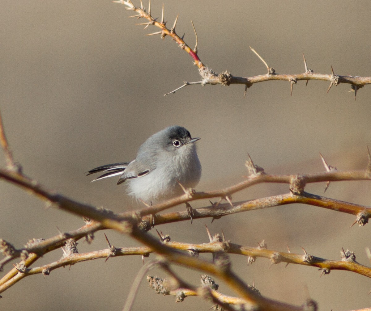 Black-tailed Gnatcatcher - ML281765731