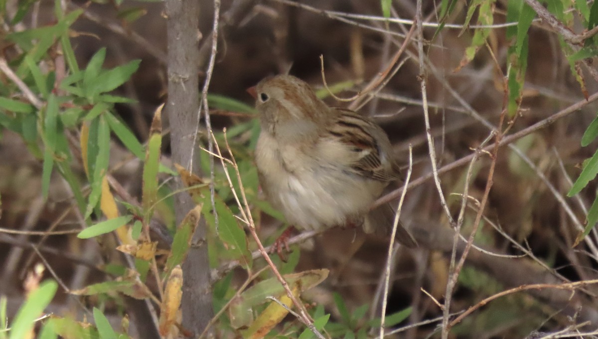 Field Sparrow - ML281766561